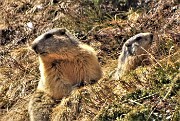 43 Al fischio della prima due altre marmotte si mettono in attenta sentinella